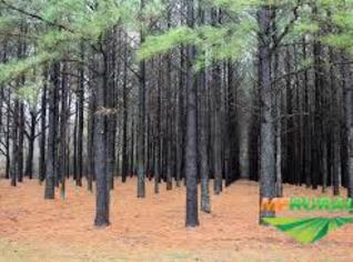 Compra de Pinus, Teka e Eucalipto em Reflorestamento