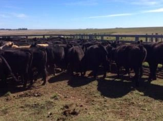 Fazenda de 732 ha em Artigas, Uruguai, próximo à cidade