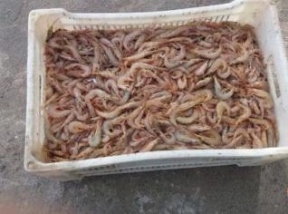 Camarão 7 Barbas Fresco - R$14,50/kg