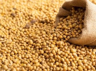 Compro Soja para Exportação - 1M Toneladas