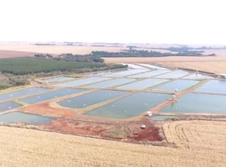 Piscicultura em Terra Roxa - 28,5 Hectares em Funcionamento