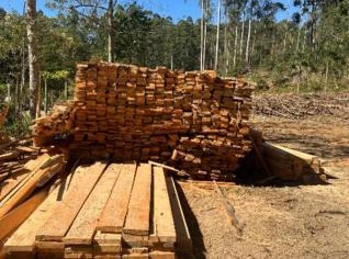 Toras de Eucalipto com 25 Anos - Venda Nova do Imigrante