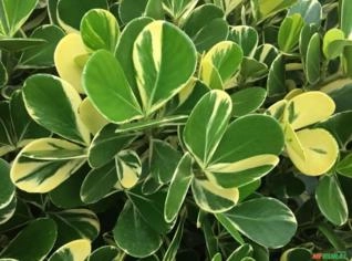 Mudas de Clúsia Verde e Variegata