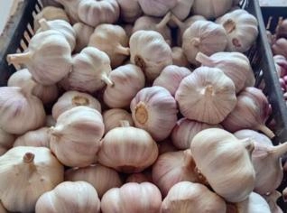 Alho Sorriso - Calibres 4, 5 e 6 para sua cozinha