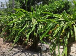 Mudas de Pitaya - Poupa Roxa e Branca