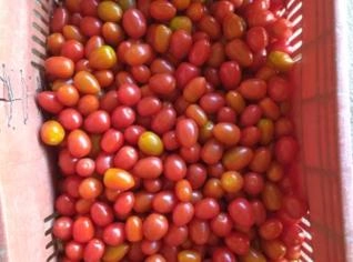 Tomate Sweet Grape - Qualidade o Ano Todo