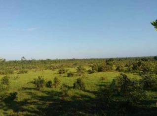 Fazenda Dupla Aptidão em Paragominas - 9.680 ha
