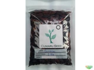Sementes Secas de Cumaru (Fava Tonka) 1 Kg