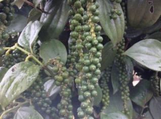 Pimenta-do-Reino Preta Inteira Premium