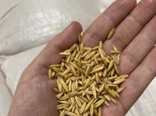 Aveia Branca para Consumo Animal - Rio de Janeiro