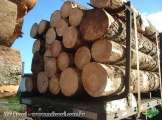 Compra de Madeira de Jaqueira em Maceió