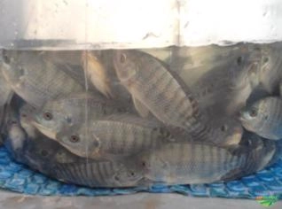 Alevinos Aquarivera: Genética e Uniformidade Premium