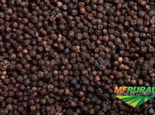 Pimenta do Reino em Grãos - Preta e Branca