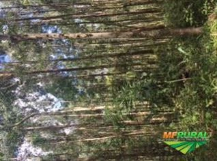 Venda Floresta de Eucalipto Dunni - Diversas Idades