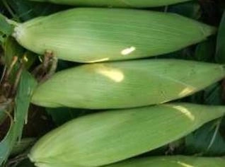 Silagem de Milho de Qualidade