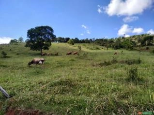 Fazenda para Leite com Gado Jersey em Piranga-MG