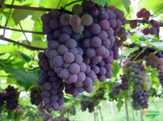 Vinhos a Granel Serra Gaúcha