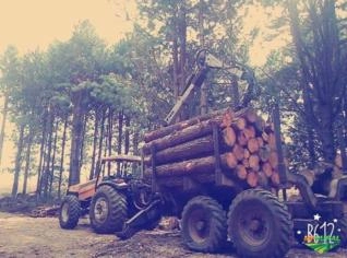 Toras de Pinus Elioti em diversas grossuras