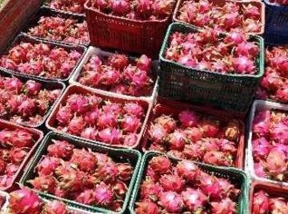 Pitaya - Frutas e Mudas em Urussanga, SC