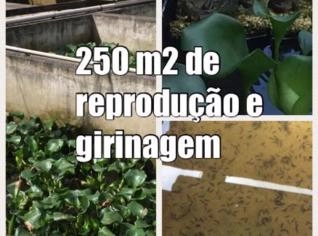 Rã Viva para Venda no Atacado - Qualidade e Tradição