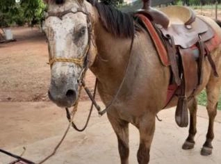 Cavalo Quarto de Milha em Votuporanga