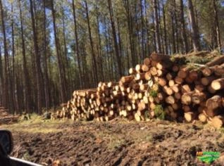 Compro Toras de Pinus - Corte e Transporte Incluso