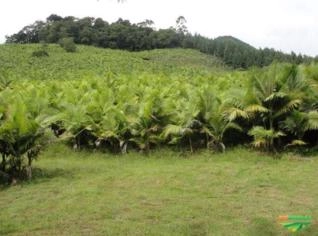 Plantação de Palmeira Real com 300 mil Cabeças