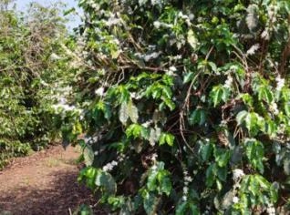 Fazenda de Café em Patrocínio MG - 39,96 ha
