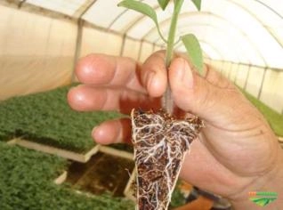 Fibra de Coco para Plantas - Saco em Holambra SP