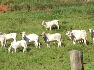 Novilhas Nelore de 10 a 13 @ - Venda em Lotes