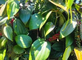 Pimenta do Reino Preta Premium 1kg