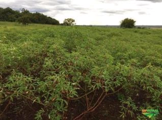 Mandioqueiro Manso à Venda - 1,5 Hectares em TO