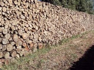 Lenha de Eucalipto para Caldeiras - Ibiúna SP