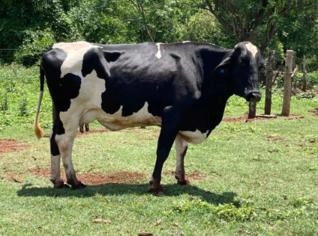 Vacas Girolanda de 2ª e 3ª criação à venda