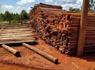 Eucalipto Tratado de Qualidade, Sustentável e Durável