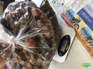 Compra Pedra de Fel Bovinos em Goiânia