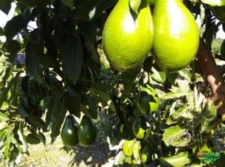 Compro Abacate Kg ou Lavoura - Mudas à Venda