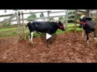 Novilhas lindas e dóceis para produção de leite