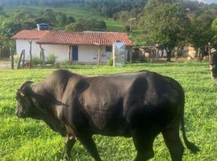 Boi Angus Reprodutor de 3 anos - Excelente Qualidade