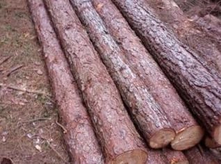 Toras de Pinus Elliottis e Taeda em Toneladas