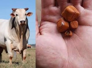 Compra de Pedra de Fel do Boi - Preço R$600,00/grama