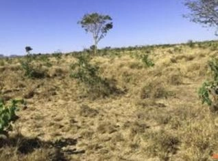 Fazenda Plana de 10 Alqueires em Arraias-TO