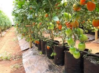 Tomate Grape Fresco - Qualidade e Sabor