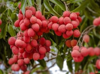 Lichia Fresca Direto do Produtor