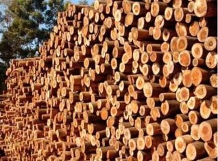 Lenha de Eucalipto e Pinus seca - Itabira, MG