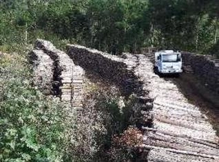 Lenha de Eucalipto Seca - Entrega em Campina Grande do Sul