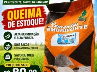 Semente de Capim Mombaça 10kg