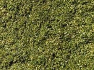 Silagem de Milheto para Bovinos, Ovinos e Caprinos