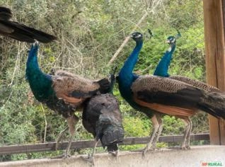 Casal de Pavão com 1 Ano - Origem Excelência