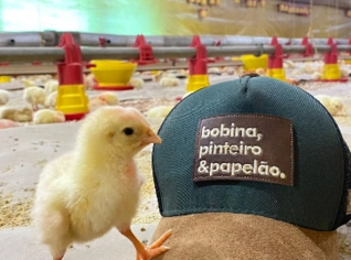 Bobina de Papelão para Aviário - Custo Benefício